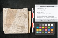 Foto (Objekt + Etikett) von Laurus lalages Unger (NHMW-GEO-2024-0188-8150)